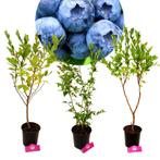 Set van 3 Blauwe bessen- Vaccinium corymbosum – Hoogte +60cm, Tuin en Terras, Halfschaduw, Minder dan 100 cm, In pot, Zomer