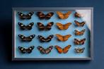 Gemengde Nymphalidae-vlinders diorama - entomologische, Verzamelen, Nieuw