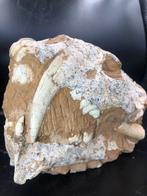 Sabeltandkat - Fossiele schedel - Rare Saber Cat Fossil -, Verzamelen, Mineralen en Fossielen