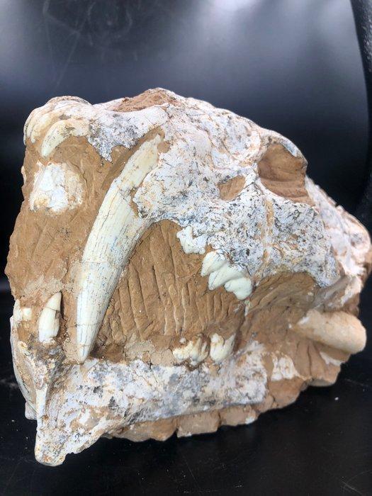 Sabeltandkat - Fossiele schedel - Rare Saber Cat Fossil -, Verzamelen, Mineralen en Fossielen
