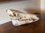 Wild zwijn Schedel - Sus scrofa - 0 cm - 0 cm - 0 cm