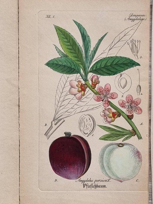 Diedrich Franz Leonhard von Schlechtendal (1794 / 1866) -, Antiek en Kunst, Antiek | Boeken en Bijbels