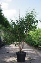 Heptacodium miconioides - Zevenzonenboom struikvorm 150-200, Overige soorten, Vaste plant, Verzenden, Halfschaduw