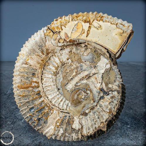 Ammoniet Vernis in Septarier-Matrix- 1344.79 g, Verzamelen, Mineralen en Fossielen