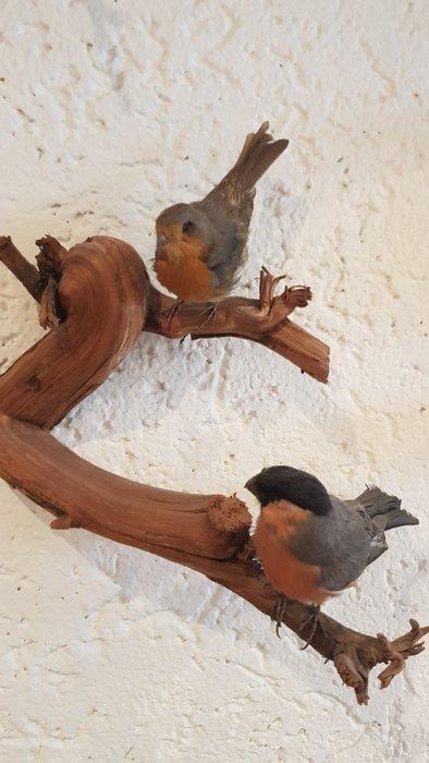 Gimpel (Dompfaff) en roodborstje Taxidermie volledige, Verzamelen, Dierenverzamelingen