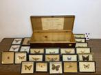 Vlinder Taxidermie volledige montage - Lepidoptera - 15 cm -