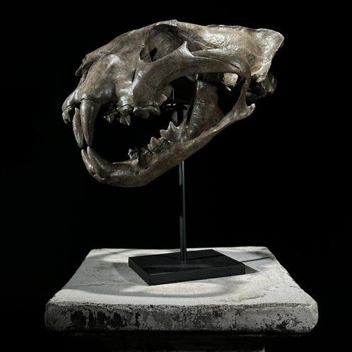Geen veilingprijs - Een replica van een tijgerschedel op een, Verzamelen, Dierenverzamelingen