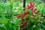 Aquariumplanten mix pakket 6 stuks - 5cm pot, Dieren en Toebehoren, Vissen | Aquaria en Toebehoren, Ophalen of Verzenden, Nieuw