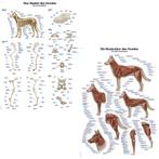 Anatomie posters skelet en spieren hond (papier, 50x70 c..., Nieuw
