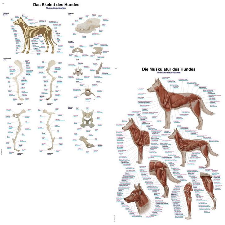 Anatomie posters skelet en spieren hond (papier, 50x70 c..., Sport en Fitness, Massageproducten