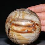 Bol van gepolijst fossiel hout - Collectie van topkwaliteit, Nieuw