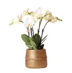 Kolibri Orchids | Witte phalaenopsis Jewel Ghent orchidee in, Verzenden