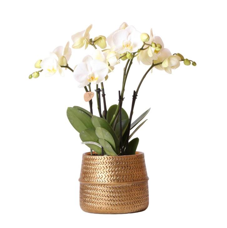 Kolibri Orchids | Witte phalaenopsis Jewel Ghent orchidee in, Tuin en Terras, Bloembollen en Zaden, Verzenden