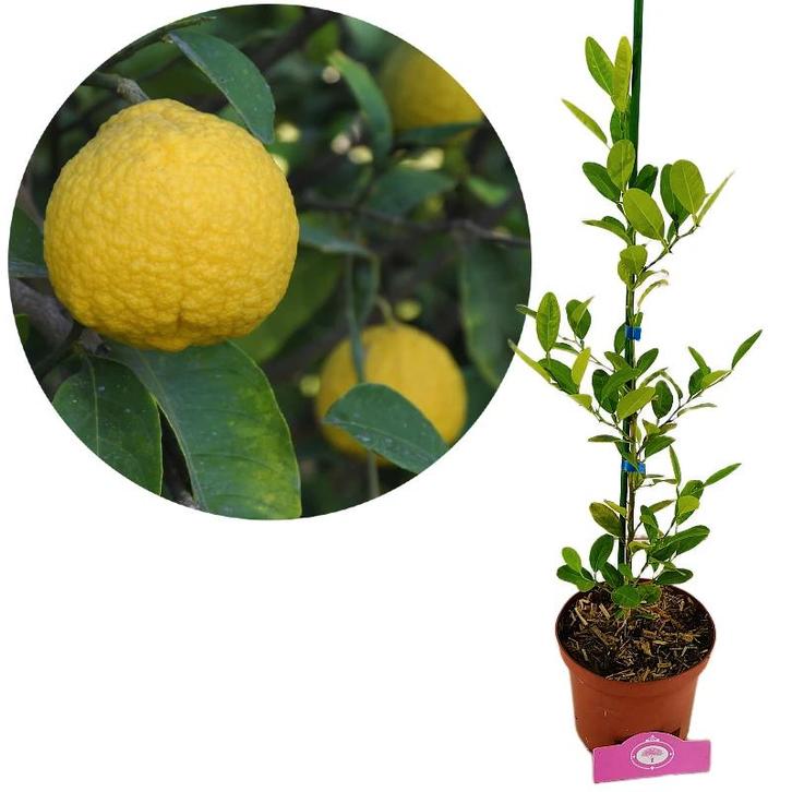 Citrus macrophylla, Alemow, Tuin en Terras, Planten | Fruitbomen, Volle zon, Verzenden