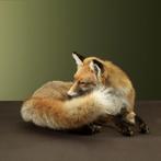 Vos Liggend Taxidermie Opgezette Dieren By Max, Verzamelen, Dierenverzamelingen, Ophalen of Verzenden, Nieuw, Wild dier, Opgezet dier