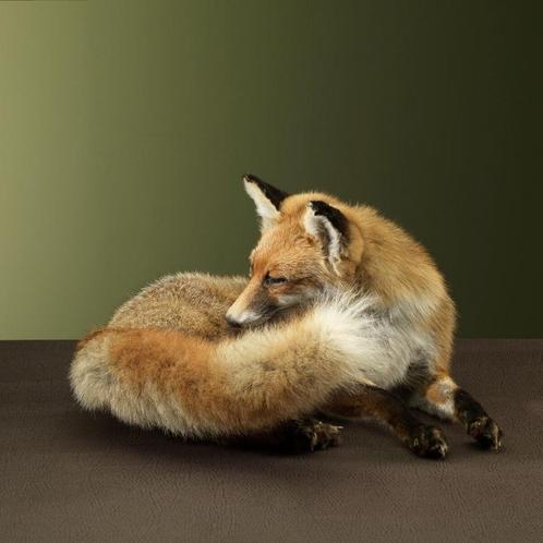 Vos Liggend Taxidermie Opgezette Dieren By Max, Verzamelen, Dierenverzamelingen, Opgezet dier, Nieuw, Wild dier, Ophalen of Verzenden