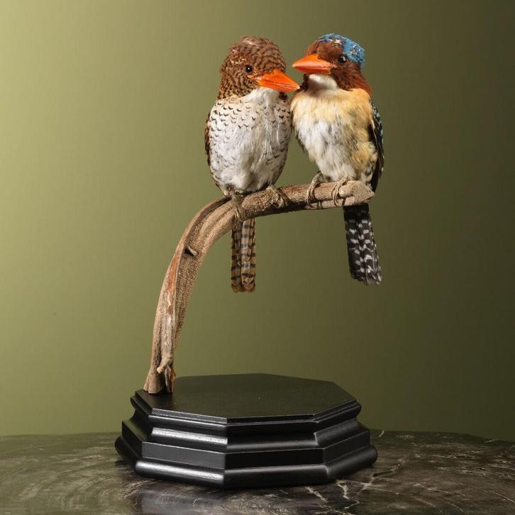 Zebra-IJsvogel Koppel Taxidermie Opgezette Dieren By Max, Verzamelen, Dierenverzamelingen, Opgezet dier, Nieuw, Vogel, Ophalen of Verzenden