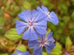 Ceratostigma plumbaginoides / willmottianum loodkruid, p9, Vaste plant, Herfst, Ophalen of Verzenden, Volle zon