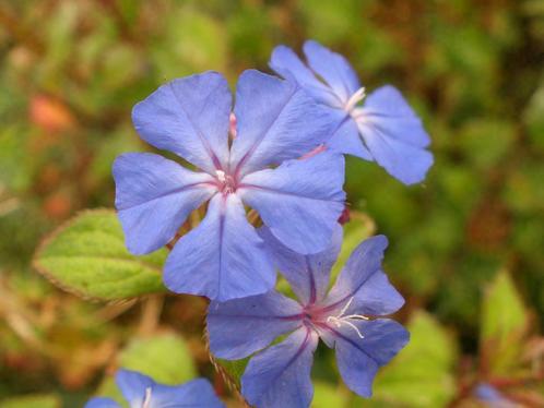 Ceratostigma plumbaginoides / willmottianum loodkruid, p9, Tuin en Terras, Planten | Tuinplanten, Vaste plant, Volle zon, Herfst