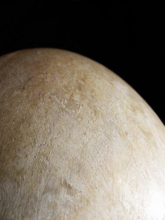 Olifantsvogel - Gefossiliseerd ei - Aepyornis maximus,, Verzamelen, Mineralen en Fossielen