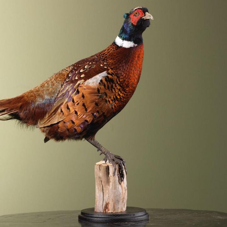 Fazant Taxidermie Opgezette Dieren By Max, Verzamelen, Dierenverzamelingen, Opgezet dier, Nieuw, Vogel, Ophalen of Verzenden