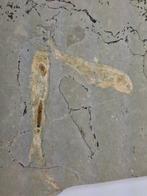 Vis - Gefossiliseerd dier - Lycoptera - 22 cm (Zonder
