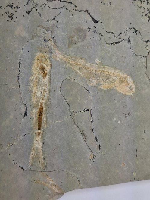 Vis - Gefossiliseerd dier - Lycoptera - 22 cm (Zonder, Verzamelen, Mineralen en Fossielen