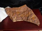 Fossiel fragment - 1.60 Kg 34.50 X 20.90 X 2.60 cm XXL