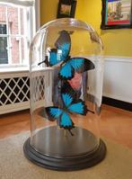 Tafelmiddenstuk - Blauwe keizer  - Echte vlinders in dome, Antiek en Kunst