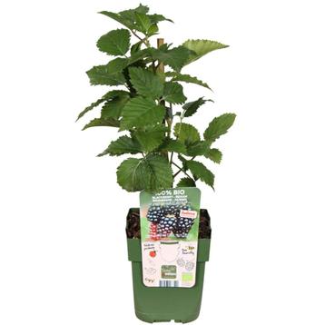 3 x Biologische bramenplanten - Ø 13 cm -  20 cm beschikbaar voor biedingen