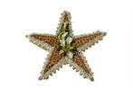 Oasis bioline ster 50 oase voor verse bloemen x 5,5 cm, Ophalen of Verzenden, Nieuw