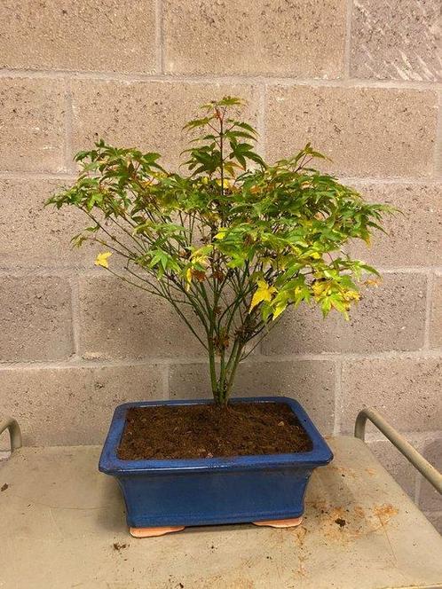 Japanese maple bonsai (Acer palmatum) - Hoogte (boom): 50 cm, Antiek en Kunst, Curiosa en Brocante