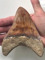 Grote Megalodon tand 13,0 cm - Fossiele tand - Carcharocles, Verzamelen