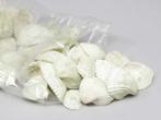Chippy Pastel schelpen green washed, 1 kilo, Hobby en Vrije tijd, Knutselen, Ophalen of Verzenden, Nieuw