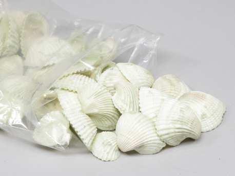 Chippy Pastel schelpen green washed, 1 kilo, Hobby en Vrije tijd, Knutselen, Nieuw, Ophalen of Verzenden