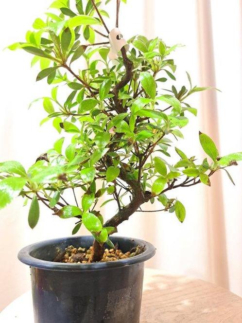 Azalea bonsai (Rhododendron) - Hoogte (boom): 29 cm - Diepte, Antiek en Kunst, Curiosa en Brocante