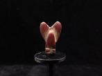 Oud-Egyptisch Rode Jaspis versierde Vlieg/Ofef amulet - 1.3