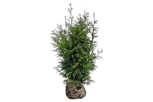 Conifeer Gelderland, Thuja, Wintergroen! snelgroeiend!, Tuin en Terras, Planten | Struiken en Hagen, Conifeer, Haag, 100 tot 250 cm