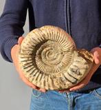 Grote ammoniet - Gefossiliseerde schelp - Perisphinctid - 20, Verzamelen