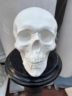 sculptuur, Teschio - 20 cm - Gips
