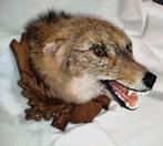 Goudjakhals Taxidermie hoofdmontage - Canis aureus - 23 cm -, Nieuw