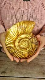 Ammoniet - Gefossiliseerd dier - Aioloceras (Cleoniceras), Verzamelen, Mineralen en Fossielen