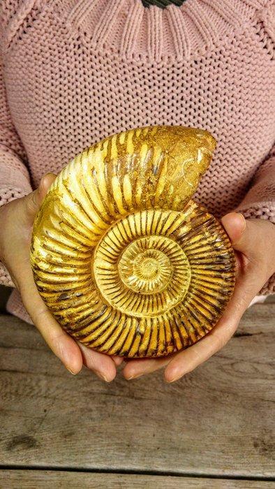 Ammoniet - Gefossiliseerd dier - Aioloceras (Cleoniceras), Verzamelen, Mineralen en Fossielen