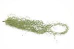 Tillandsia hangplant 75cm  Prachtige hanger, Ophalen of Verzenden, Nieuw