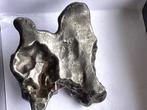 Sikhote-Alin meteoriet Vrije vorm - Hoogte: 17 mm - Breedte:, Verzamelen