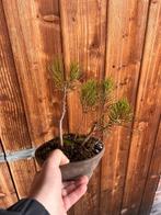 Jeneverbes bonsai (Juniperus) - Hoogte (boom): 35 cm -