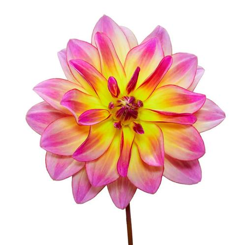 Bloembollen - 14 x Dahlia Pacific Ocean - geel met roze, Tuin en Terras, Bloembollen en Zaden, Bloembol, Voorjaar, Volle zon, Verzenden