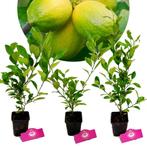 Set van 3 limoenplanten - citrus auratifolia ‘Limoen’ - 40cm, Citroenboom, Halfschaduw, 100 tot 250 cm, In pot