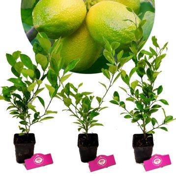 Set van 3 limoenplanten - citrus auratifolia ‘Limoen’ - 40cm beschikbaar voor biedingen