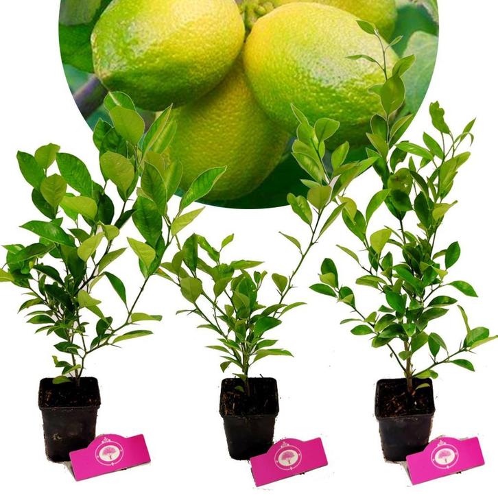 Set van 3 limoenplanten - citrus auratifolia ‘Limoen’ - 40cm, Tuin en Terras, Planten | Fruitbomen, 100 tot 250 cm, Citroenboom